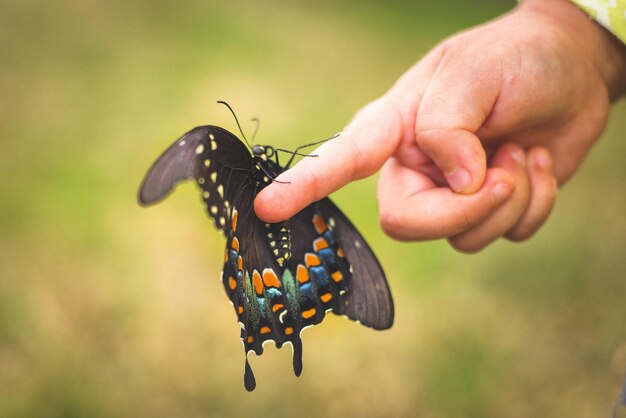 Foto primer plano de una mano recortada con una mariposa