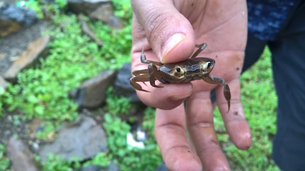 Primer plano de una mano recortada sosteniendo un pequeño cangrejo