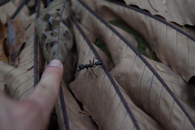 Foto primer plano de la mano recortada