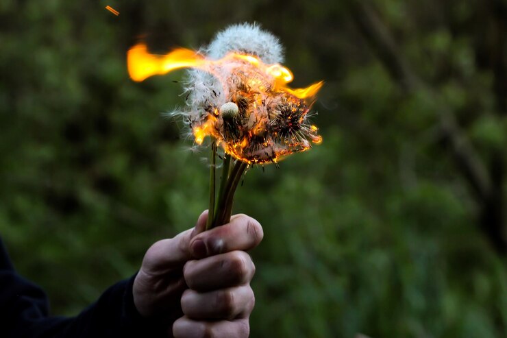 Foto primer plano de la mano sosteniendo el diente de león en llamas contra las plantas