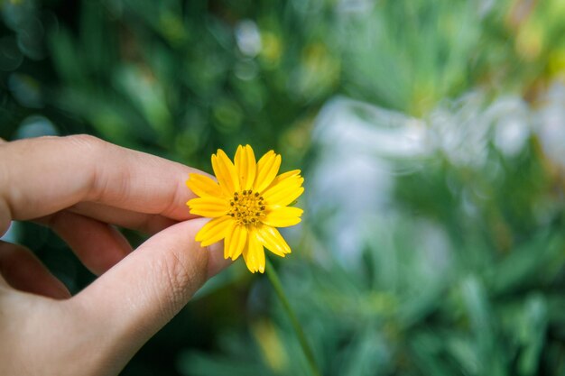 Primer plano de la mano sosteniendo una flor amarilla