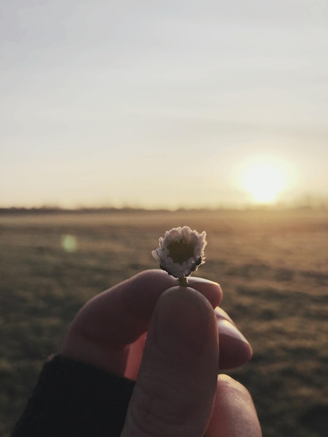 Foto primer plano de la mano sosteniendo una flor contra el cielo durante la puesta de sol