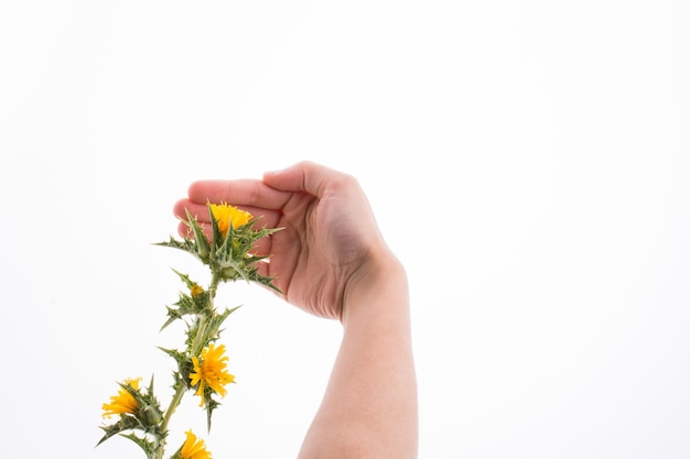 Foto primer plano de la mano sosteniendo una flor contra un fondo blanco