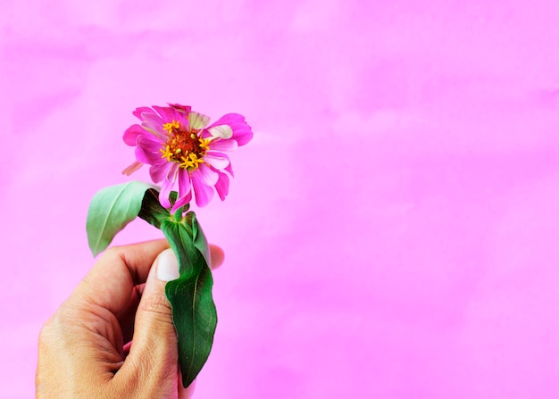 Foto primer plano de la mano sosteniendo una flor contra un fondo rosado