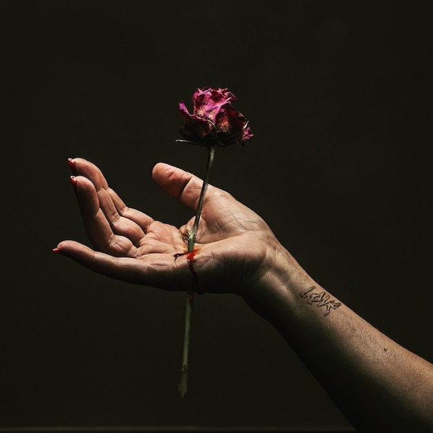 Primer plano de una mano sosteniendo una flor magenta contra un fondo negro