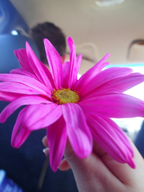 Foto primer plano de la mano sosteniendo una flor rosada