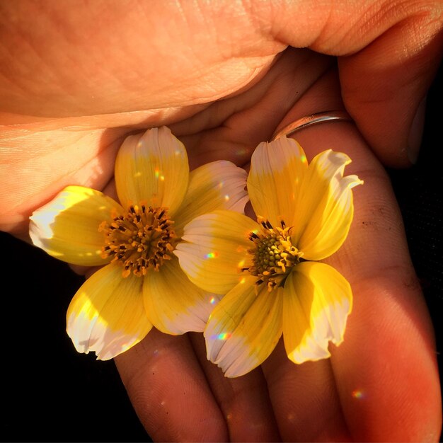 Primer plano de una mano sosteniendo flores amarillas