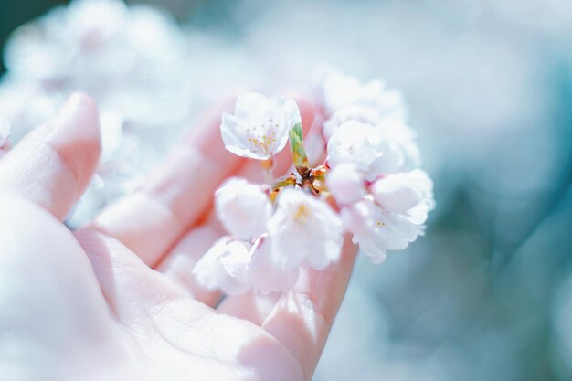 Primer plano de una mano sosteniendo flores blancas