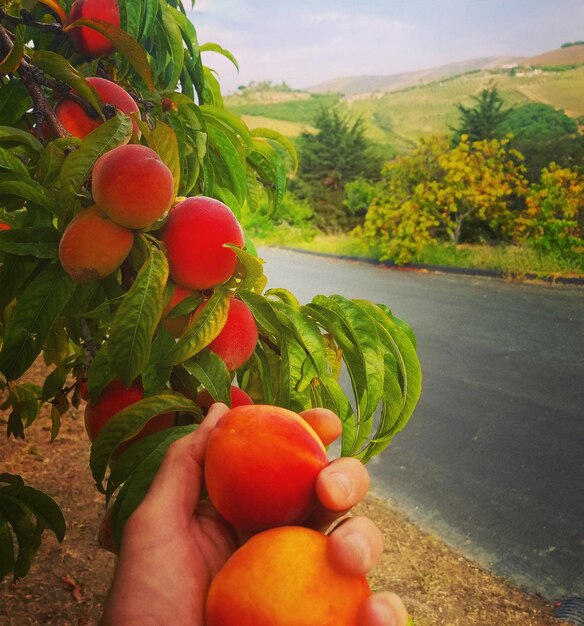 Foto primer plano de la mano sosteniendo frutas en el árbol