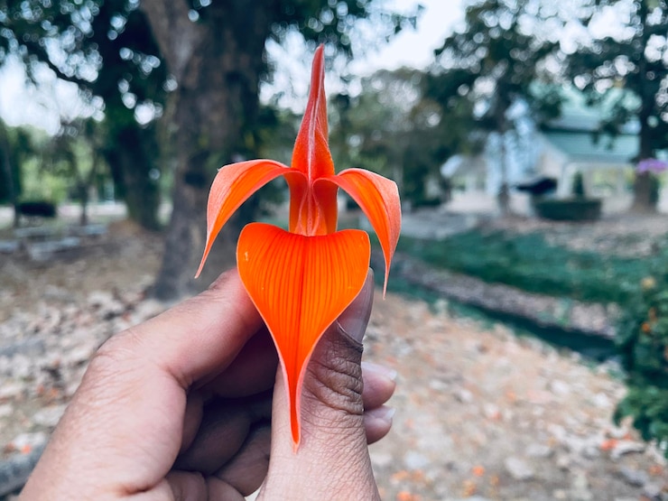 Foto primer plano de una mano sosteniendo una hoja de naranja