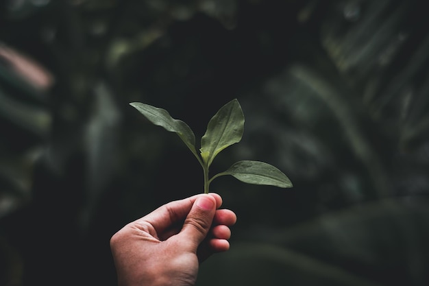 Primer plano de la mano sosteniendo la hoja