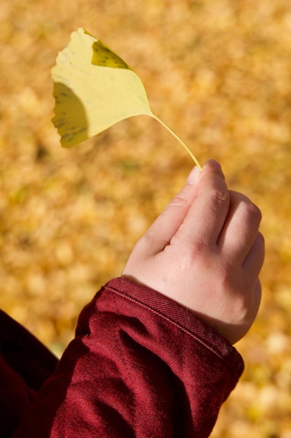 Foto primer plano de la mano sosteniendo la hoja