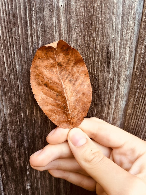 Foto primer plano de la mano sosteniendo la hoja