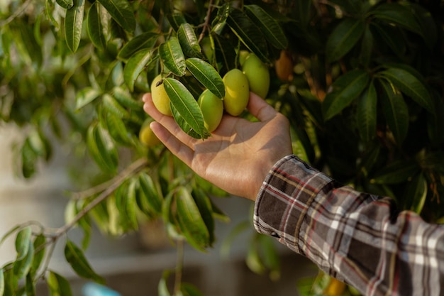 Foto primer plano de la mano sosteniendo la hoja