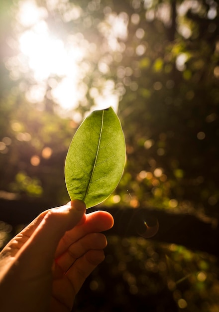 Foto primer plano de la mano sosteniendo la hoja