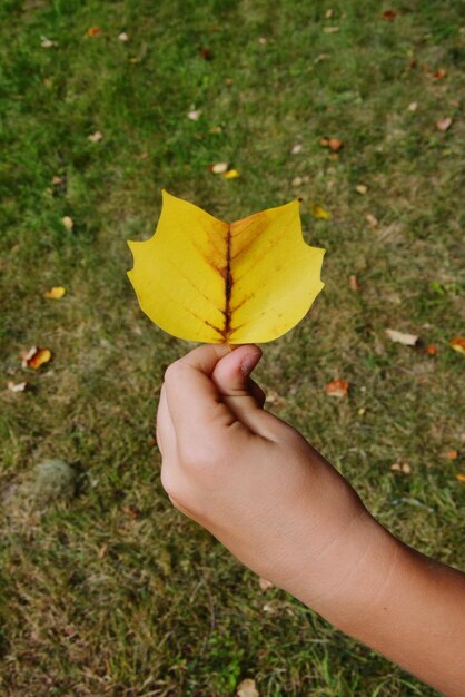 Foto primer plano de una mano sosteniendo hojas de arce