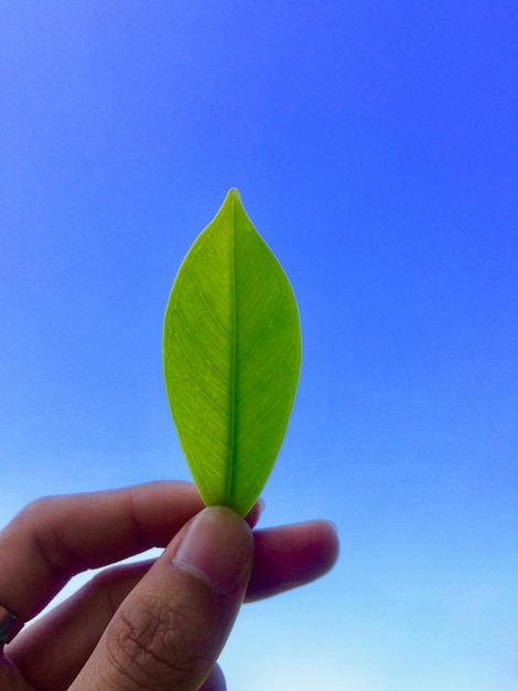 Foto primer plano de una mano sosteniendo hojas contra un cielo azul claro