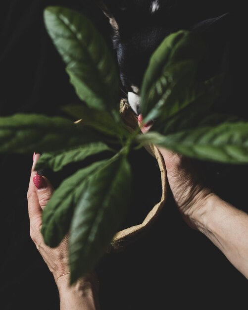 Foto primer plano de una mano sosteniendo hojas sobre un fondo negro