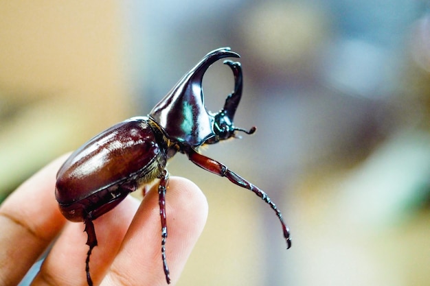 Primer plano de una mano sosteniendo un insecto