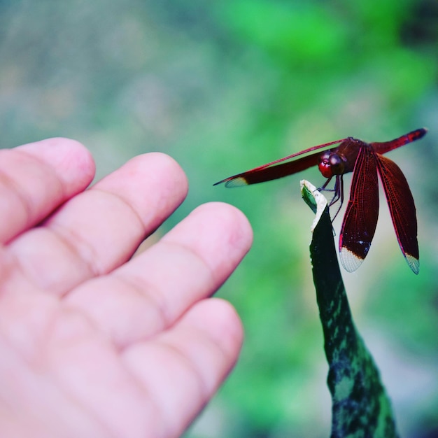 Foto primer plano de una mano sosteniendo un insecto