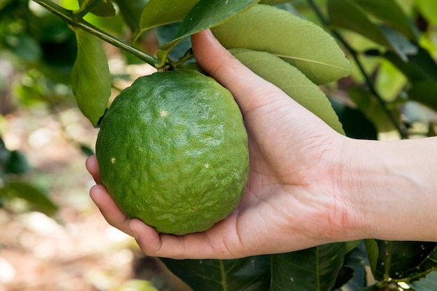 Foto primer plano de la mano sosteniendo una manzana