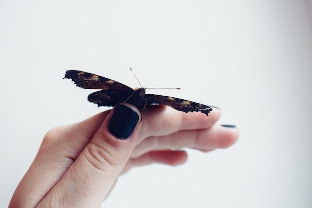 Foto primer plano de la mano sosteniendo una mariposa contra un fondo blanco