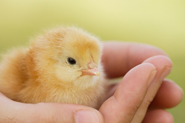 Foto primer plano de una mano sosteniendo un pájaro joven