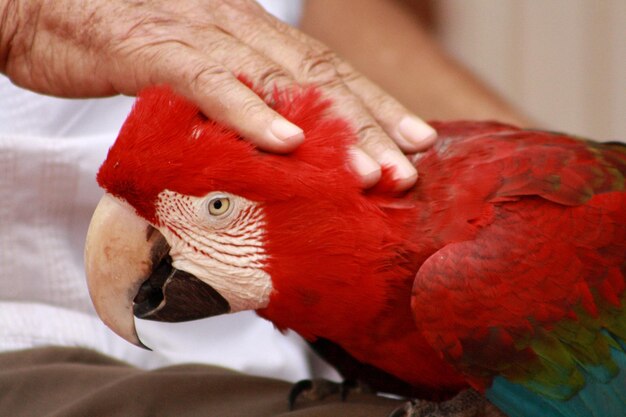 Primer plano de una mano sosteniendo un pájaro