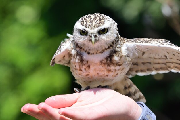 Foto primer plano de una mano sosteniendo un pájaro