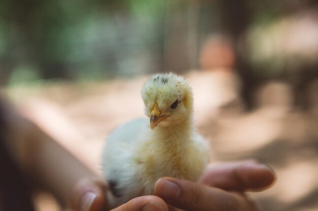 Foto primer plano de una mano sosteniendo un pájaro