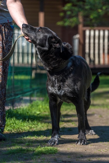 Foto primer plano de la mano sosteniendo un perro negro