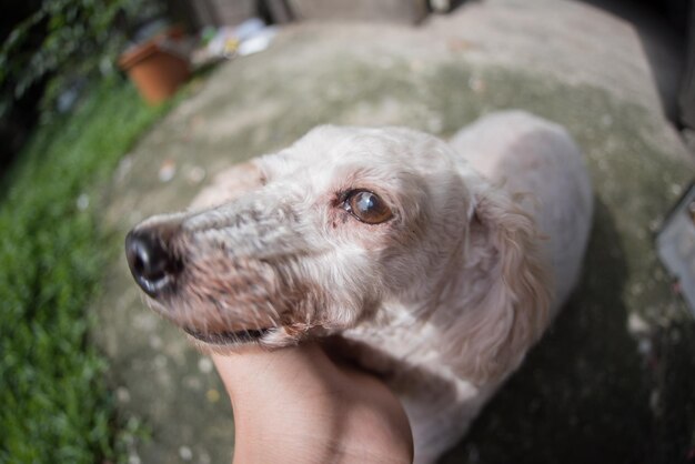 Foto primer plano de la mano sosteniendo un perro pequeño