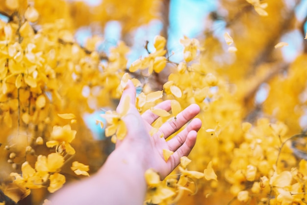 Primer plano de una mano sosteniendo pétalos de flores amarillas que caen del árbol