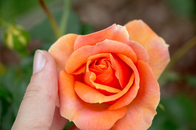 Primer plano de la mano sosteniendo una rosa