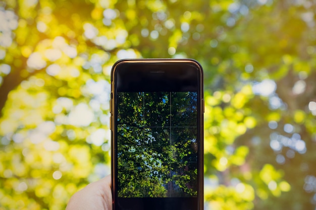 Foto primer plano de la mano sosteniendo el teléfono móvil contra los árboles