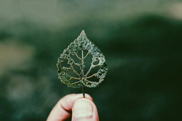 primer plano, de, mano, tenencia, hoja