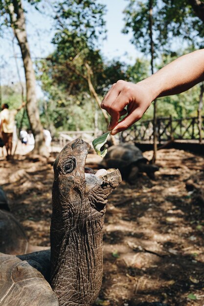 Foto primer plano de la mano con la tortuga