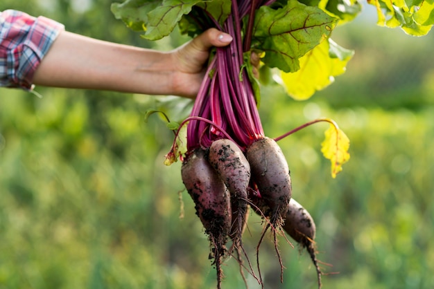 Foto primer plano mano verduras