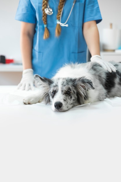 Foto primer plano de la mano del veterinario en el perro enfermo acostado en la mesa en la clínica