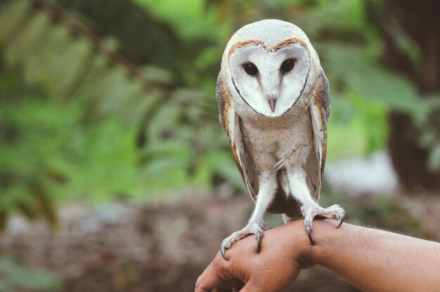 Foto primer plano de una mano