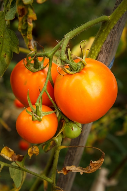 Primer plano del manojo de tomates maduros que crecen en invernadero