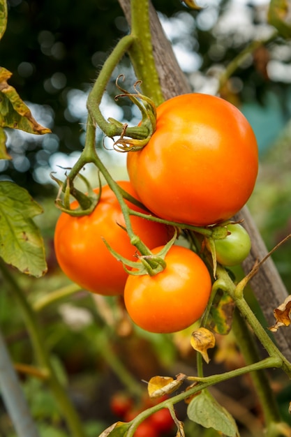 Primer plano del manojo de tomates maduros que crecen en invernadero