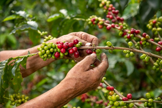 Foto un primer plano de las manos de un agricultor de café arábica recogiendo granos de una planta en su finca en colombia