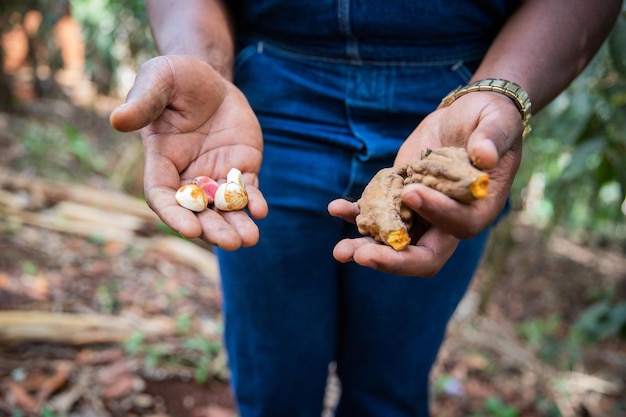 Primer plano de las manos de un agricultor que acaba de cosechar las nueces de cola