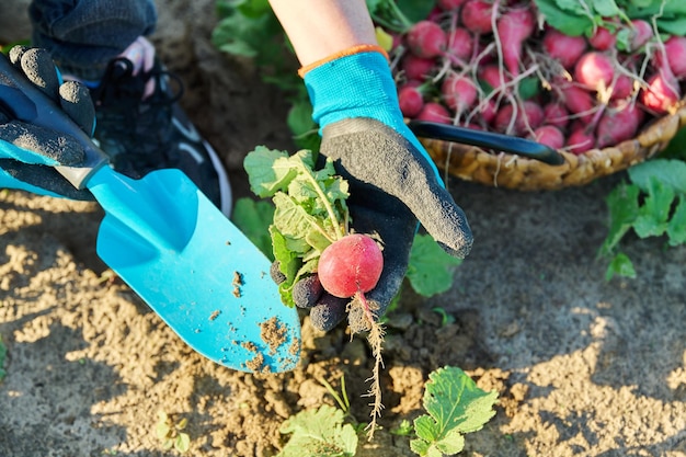 Primer plano de las manos de los agricultores recogiendo rábanos en la cesta