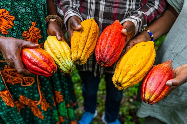 Primer plano de las manos de los cosechadores que muestran vainas de cacao amarillas y rojas recién recogidas