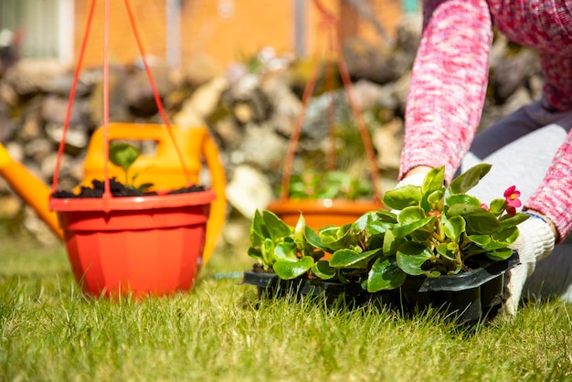 Primer plano de manos femeninas en guantes domésticos plantando flores en una maceta al aire libre en un prado verde sin rostro