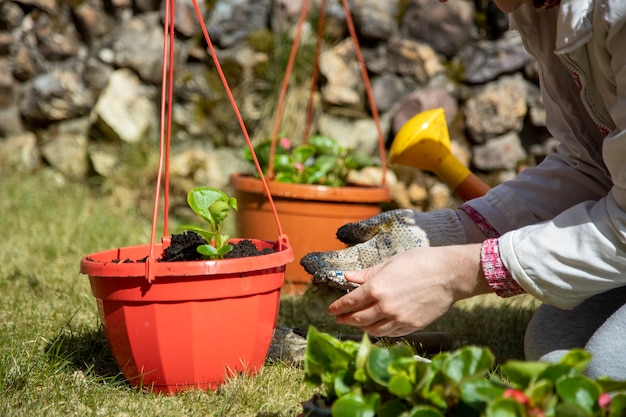 Primer plano de manos femeninas en guantes domésticos plantar flores en una maceta al aire libre en un prado verde