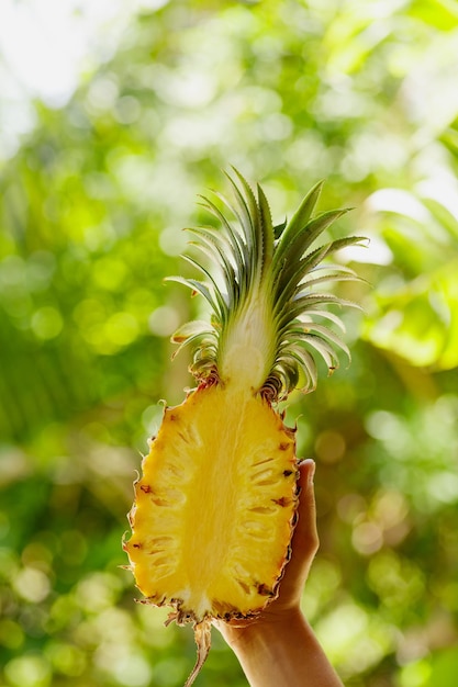 Primer plano de manos femeninas con piña fresca y madura