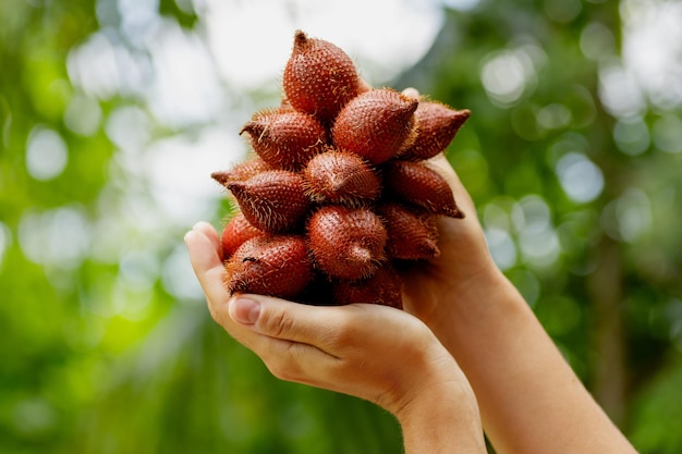 Foto primer plano de manos femeninas con salak o fruta de serpiente